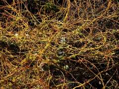 Cassytha glabella glabella