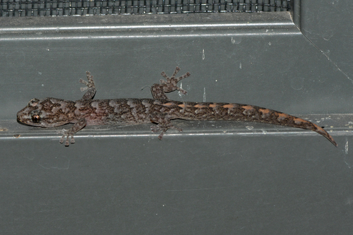 Christinus marmoratus observed 2026-10-29