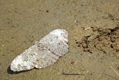 Hamadryas glauconome