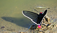 Mysoria affinis