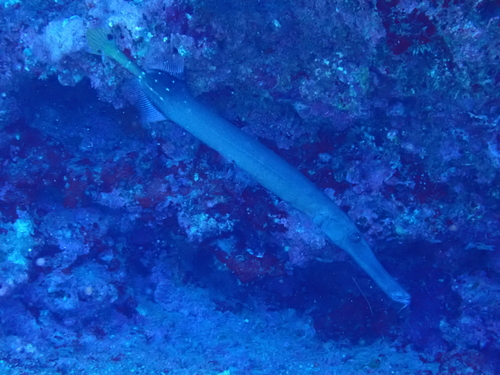Aulostomus chinensis observed 2026-10-29