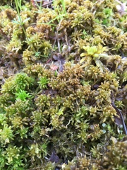 Sphagnum contortum