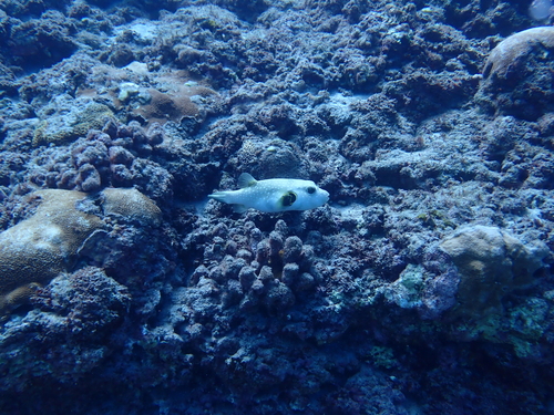 Arothron hispidus observed 2026-10-29