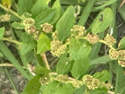 Euphorbia hirta observed 2026-10-29