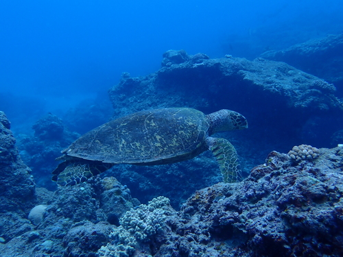 Eretmochelys imbricata observed 2026-10-29