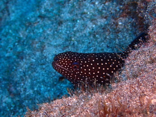 Gymnothorax observed 2026-10-29