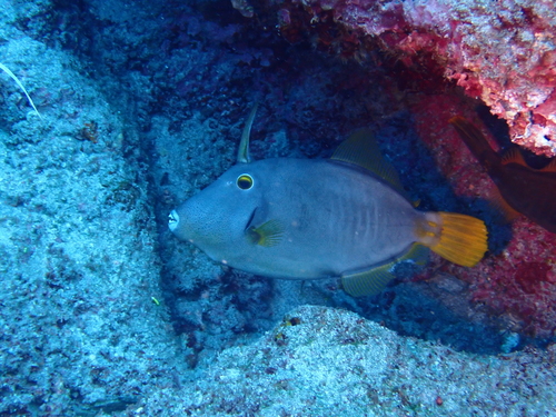 Cantherhines dumerilii observed 2026-10-29
