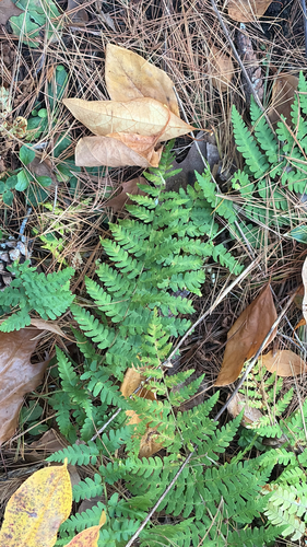 Dryopteris observed 2026-10-29