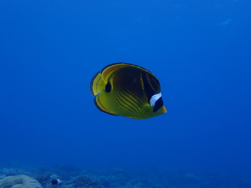 Chaetodon lunula observed 2026-10-29