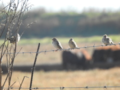 Crithagra atrogularis