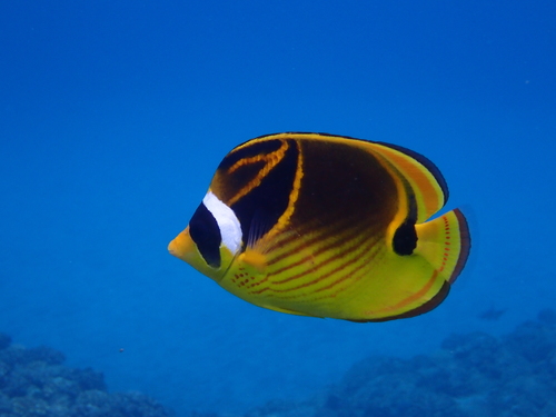 Chaetodon lunula observed 2026-10-29