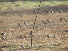 Crithagra atrogularis