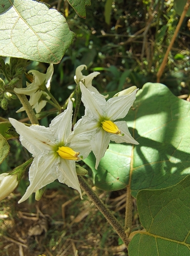 Solanum torvum observed 2026-10-29