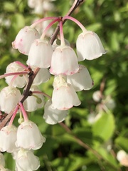 Zenobia pulverulenta