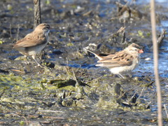 Crithagra atrogularis