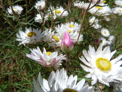 Coronidium waddelliae