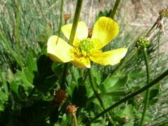 Ranunculus graniticola