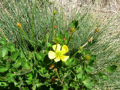 Ranunculus graniticola