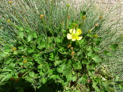 Ranunculus graniticola