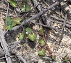 Centella cordifolia