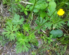 Ranunculus neapolitanus