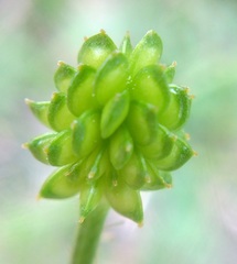 Ranunculus neapolitanus