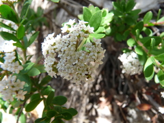 Pimelea ligustrina ciliata