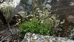 Crassula swaziensis