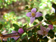 Boronia algida