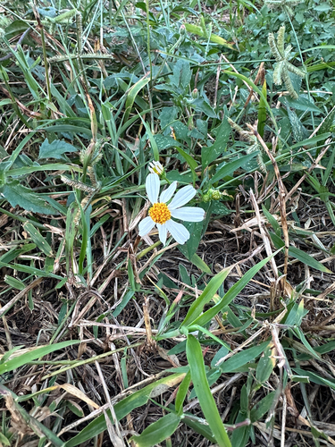 Bidens alba observed 2026-10-29