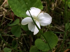 Viola renifolia
