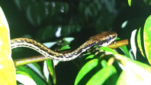 Dendrelaphis observed 2026-10-29