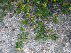 Goodenia hederacea alpestris