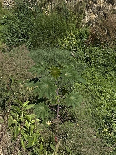 Ricinus communis observed 2026-10-29