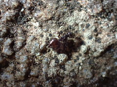 Crematogaster liengmei weitzeckeri