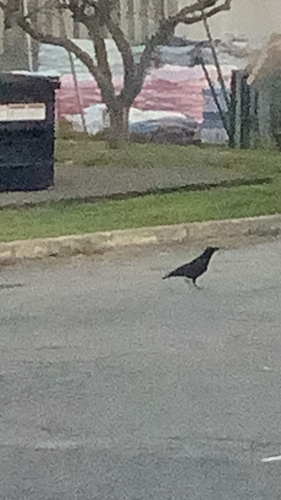 Corvus observed 2026-10-29