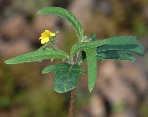 Image of Sigesbeckia Australiensis (Sigesbeckia australiensis) by (c) Russell Best, some rights reserved (CC BY)