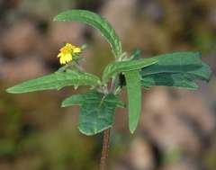 Sigesbeckia australiensis