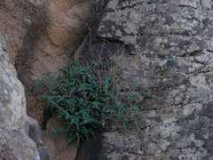 Sigesbeckia australiensis