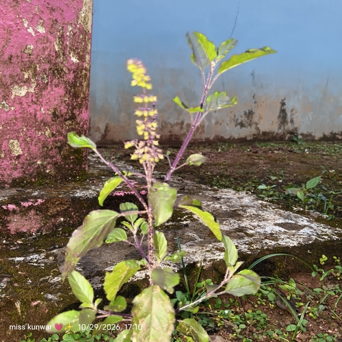 Ocimum tenuiflorum observed 2026-10-29