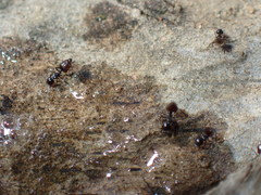 Crematogaster liengmei weitzeckeri