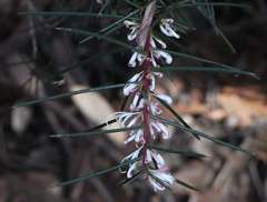 Hakea decurrens physocarpa