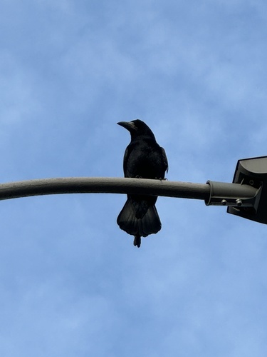 Corvus observed 2026-10-29