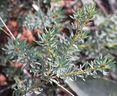 Pultenaea humilis