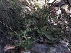 Pultenaea humilis