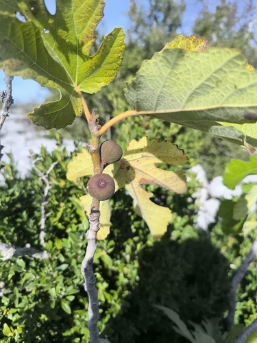 Ficus observed 2026-10-29