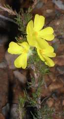 Hibbertia prostrata