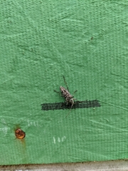 Elaphidion mucronatum