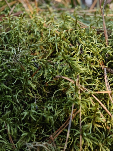 Pleurozium schreberi observed 2026-10-29