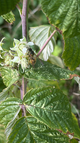 Vespula vulgaris observed 2026-10-29